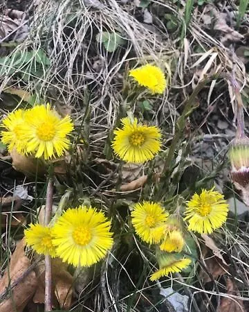 Apartment Na Taloch 107 & 108 Chopok - Juh *