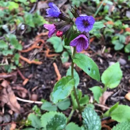 Na Táloch 107&108 Chopok - Juh Tale